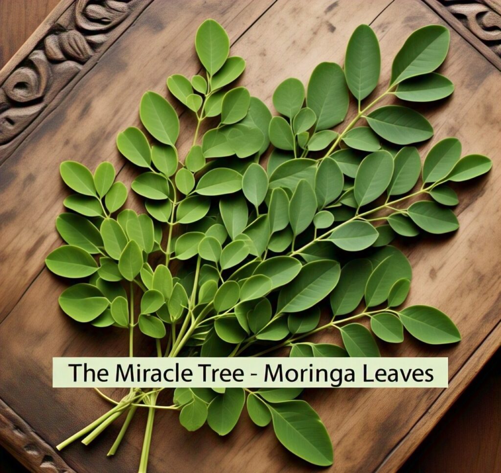 MoringaLeaves